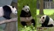 51 yıllık ‘panda diplomasisi’ sona eriyor
